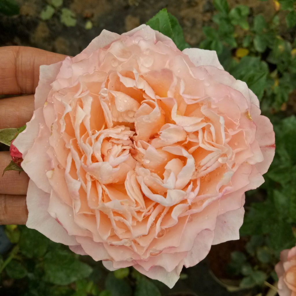 HOA HỒNG NGOẠI Abraham-Darby